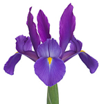 (image for) Iris - Purple