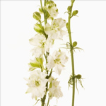 (image for) Larkspur - Off White