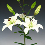(image for) Asiatic Lily - White