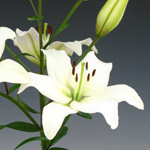 (image for) Asiatic Lily - White