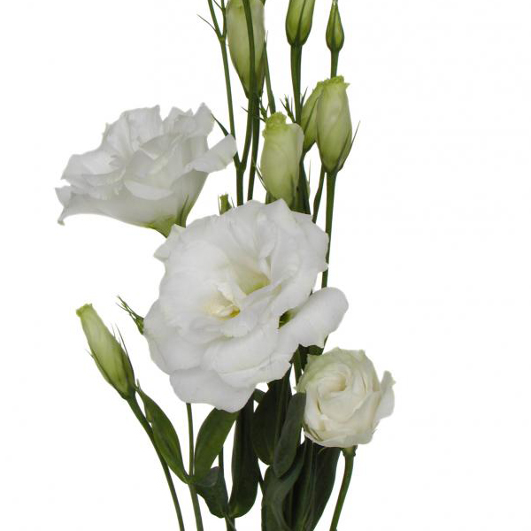 Lisianthus - White