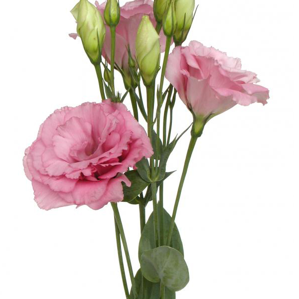 Lisianthus - Pink