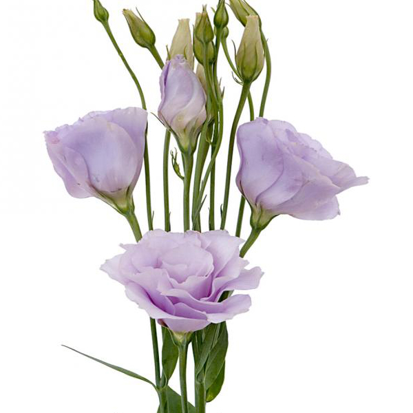 Lisianthus - Lavender