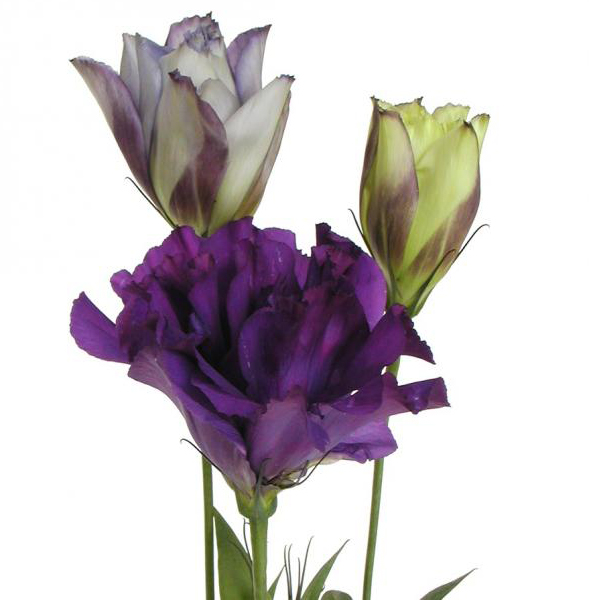 Lisianthus - Purple