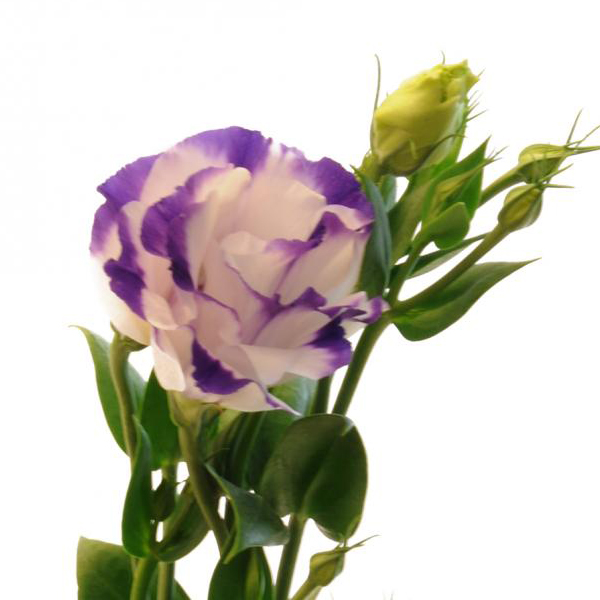 Lisianthus - Bi-Color White/Purple - Click Image to Close