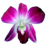 Dendrobium - 10 Stems Fuchsia