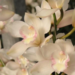 Cymbidium - White 9-12 Bloom