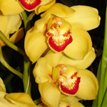 Cymbidium - Yellow 9-12 Bloom