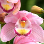 Cymbidium - Pale Pink 9-12 Bloom