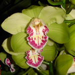 Cymbidium - Green 9-12 Bloom