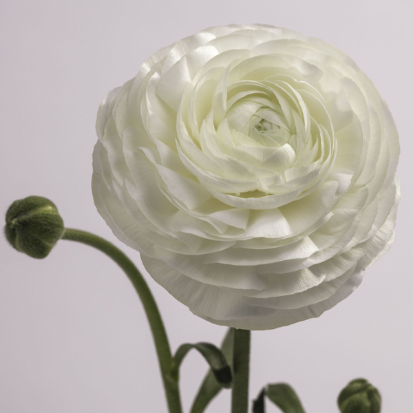 Ranunculus - 6 Bunches White