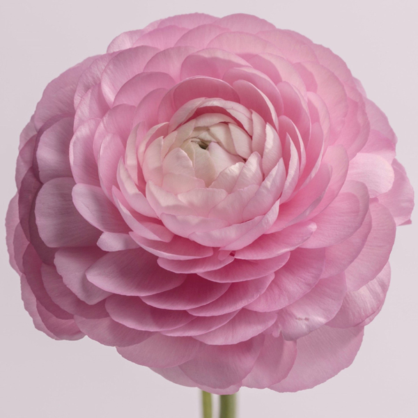 Ranunculus Wholesale Wedding and Event Flowers Portland Wholesale