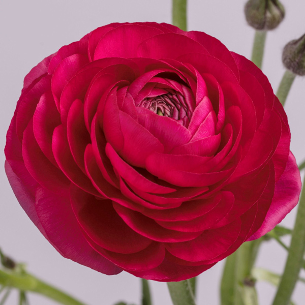 Ranunculus - 6 Bunches Hot Pink