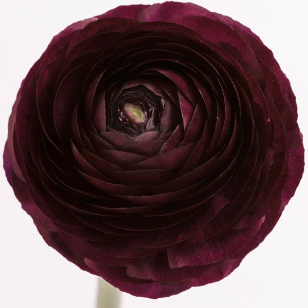 (image for) Ranunculus - Burgundy