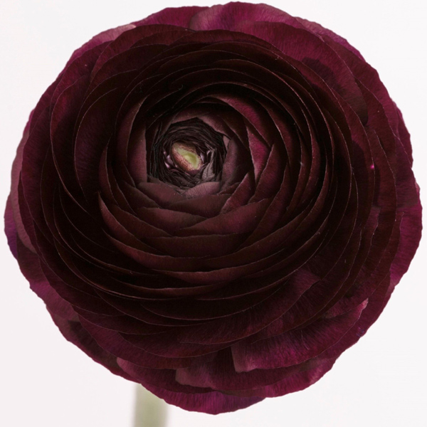 Ranunculus - 6 Bunches Burgundy