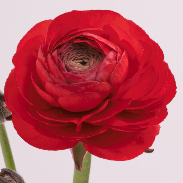 Ranunculus - 6 Bunches Red