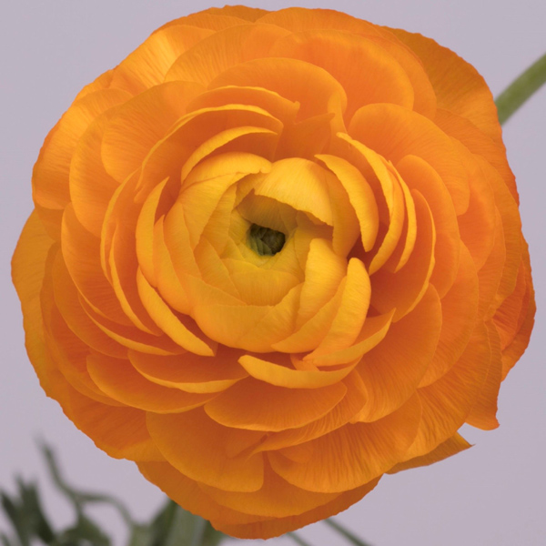 Ranunculus - 6 Bunches Orange