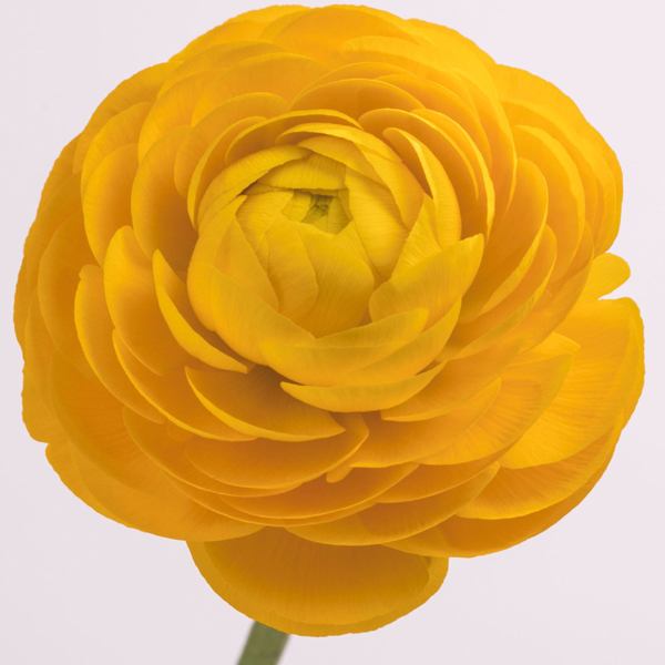 Ranunculus - Yellow