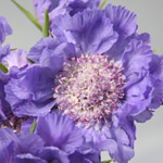 Scabiosa - Blue