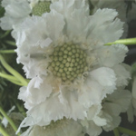 (image for) Scabiosa - White