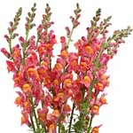 Snapdragons - Orange