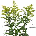 Solidaster / Solidago