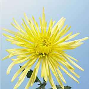 Spider Mum - Yellow