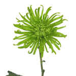 Spider Mum - Green