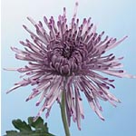 Spider Mum - Lavender