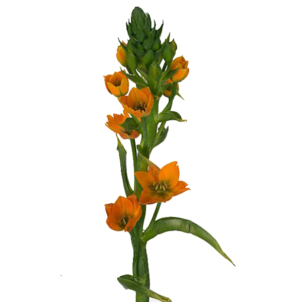 Star of Bethlehem - Orange