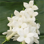 Stephanotis - White