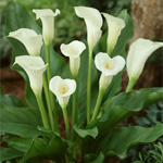 Mini Calla - White