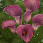 Mini Calla - Pink