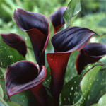 Mini Calla - Dark Burgundy