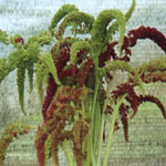 Amaranthus Hanging - Green