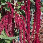 Amaranthus Hanging - Red