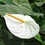 (image for) White Anthurium — 5 Stems