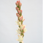 Tuberose - White