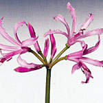 (image for) Nerine Lily - Pink