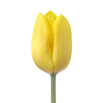 Tulips - Yellow