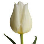 Tulips - White