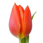 Tulips - Orange