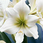 Amaryllis - White