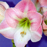 Amaryllis - Pink