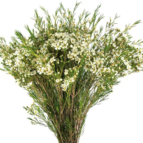 Waxflower - White