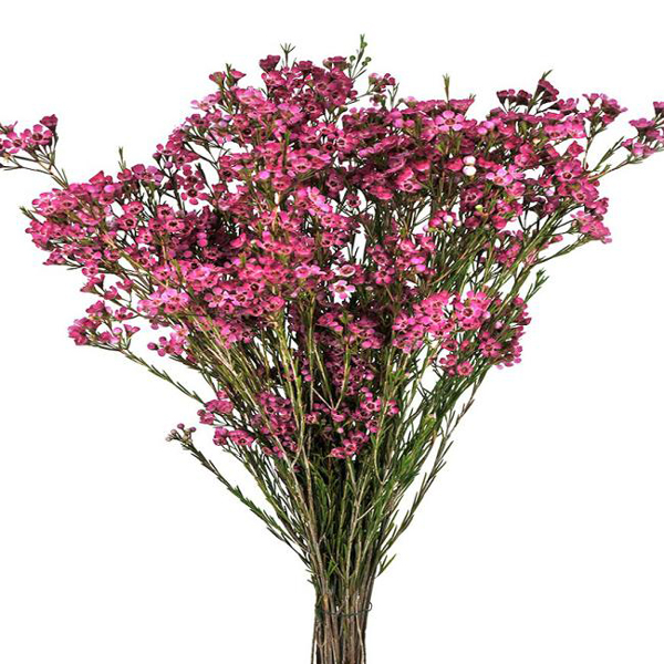 Waxflower - Purple