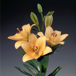 LA Hybrid Lily - Peach