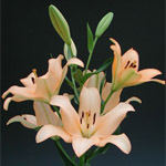 (image for) LA Hybrid Lily - Pale Peach