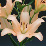 LA Hybrid Lily - Pale Peach