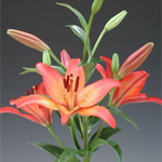 LA Hybrid Lily - Royal Sunset